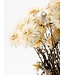 Hélichrysum blanc - Immortelle fleurs séchées | Longueur ± 55 centimètres | Poids ± 75 grammes