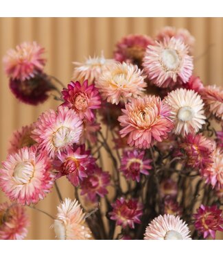 Dutch Dried Pink Helichrysum - Strawflower dried flowers | Length ± 55 centimetres | Weight ± 75 grams