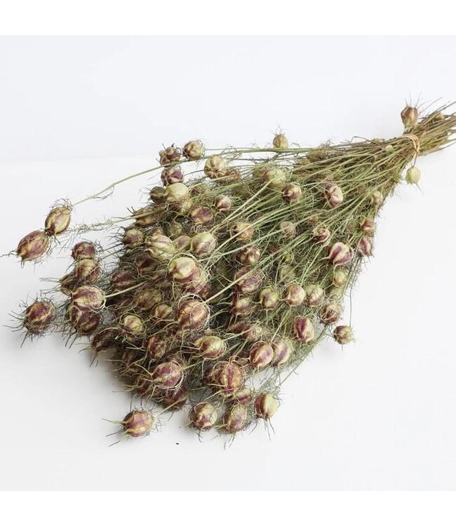 Nigelle verte naturelle fleurs séchées | Longueur ± 60 centimètres | Poids ± 100 grammes