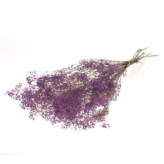Dutch Dried Gypsophile séchée lilas | Gypse séché | Longueur ± 65 centimètres | Par 5 branches