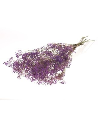 Dutch Dried Lila Gypsophila droogbloemen | Gedroogd Gipskruid | Lengte ± 65 centimeter | Per 5 takken