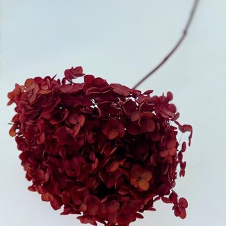 Casa Alegria Intensely red preserved Hydrangea Cabeza | Length ± 50 centimetres | Weight ± 50 grams