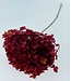 Hortensia Cabeza intensément rouge préservée | Longueur ± 50 centimètres | Poids ± 50 grammes