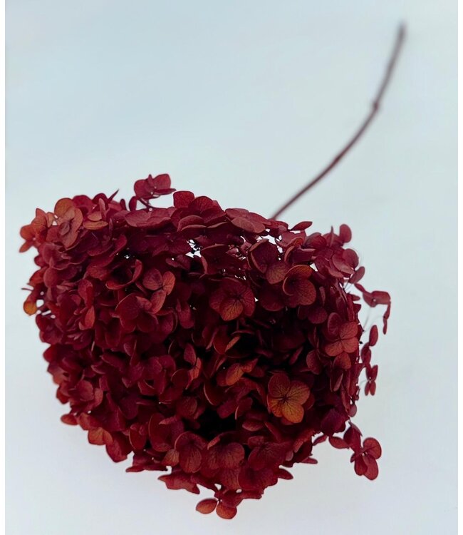 Hortensia Cabeza intensément rouge préservée | Longueur ± 50 centimètres | Poids ± 50 grammes