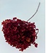 Hortensia Cabeza intensément rouge préservée | Longueur ± 50 centimètres | Poids ± 50 grammes