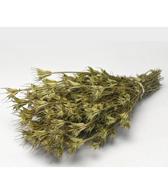 Natürliche grüne Nigella Orientalis Trockenblumen | Länge ± 55 Zentimeter | Gewicht ± 100 Gramm