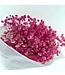 Pink Gypsophila dried flowers | Preserved Baby's Breath | Length ± 65 centimetres | Per 100 grams