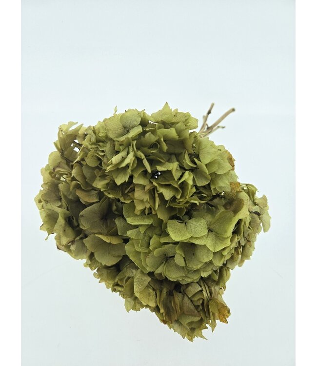 Natural green preserved Hydrangea flowers | Length ± 20 centimetres | Weight ± 50 grams