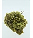 Fleurs d'Hortensia préservées vert naturel | Longueur ± 20 centimètres | Poids ± 50 grammes