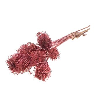 Dutch Dried Roze Ammi Majus droogbloemen | Lengte ± 70 centimeter | Per 10 takken