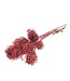 Pink Ammi Majus dried flowers | Length ± 70 centimetres | Per 10 stems
