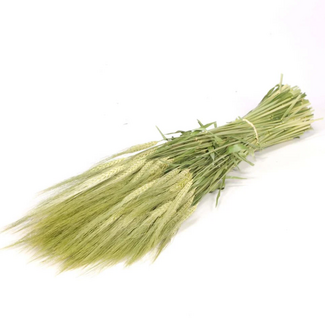 Dutch Dried Natural green Hordeum dried flowers | Length ± 70 centimetres | Weight ± 175 grams