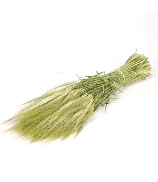 Natürliche grüne Hordeum Trockenblumen | Länge ± 70 Zentimeter | Gewicht ± 175 Gramm
