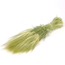 Natural green Hordeum dried flowers | Length ± 70 centimetres | Weight ± 175 grams