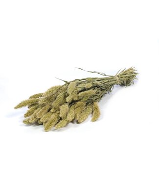 Dutch Dried Natürliche grüne Setarea Trockenblumen | Länge ± 65 Zentimeter | Gewicht ± 150 Gramm