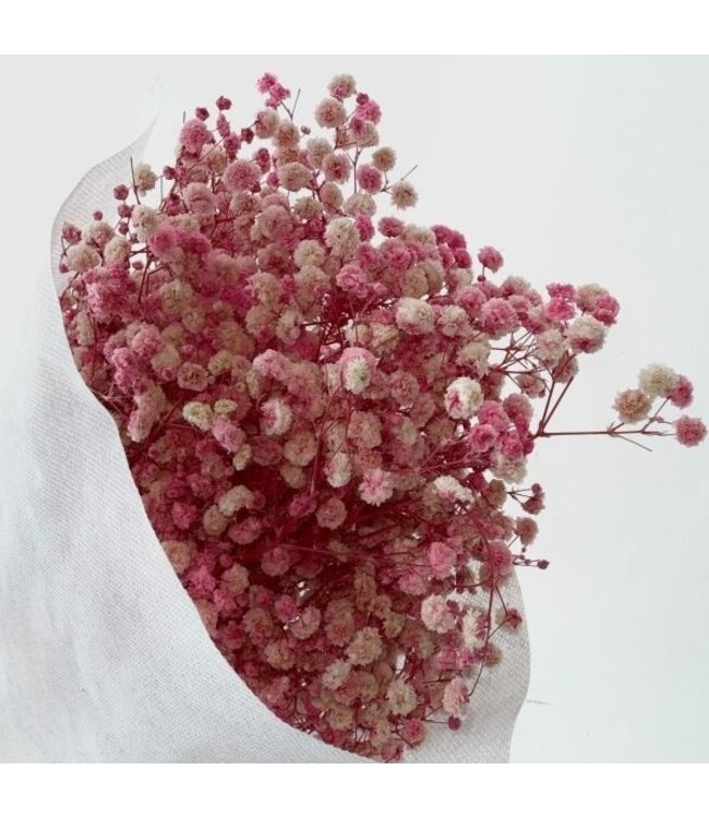 Hellrosa Gypsophila Trockenblumen | Konserviertes Schleierkraut | Länge ± 65 Zentimeter | Pro 100 Gramm