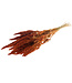 Orange Amaranthus Cruentus dried flowers | Length ± 60 centimetres | Weight ± 125 grams