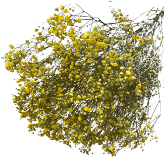 Dutch Dried Gelbe Gypsophila Trockenblumen | Getrocknetes Schleierkraut | Länge ± 65 Zentimeter | Pro 5 Zweige