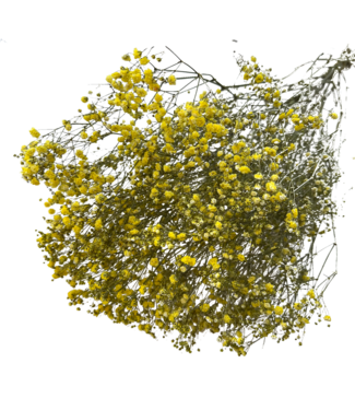 Dutch Dried Gypsophile séchée jaune | Gypsophile séchée | Longueur ± 65 centimètres | Par 5 branches