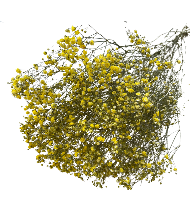 Gypsophile séchée jaune | Gypsophile séchée | Longueur ± 65 centimètres | Par 5 tiges
