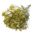 Gypsophile séchée jaune | Gypsophile séchée | Longueur ± 65 centimètres | Par 5 tiges
