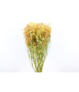 Dutch Dried Miami Mix Gypsophila dried flowers | Dried Baby's Breath | Length ± 65 centimetres | Per 5 stems