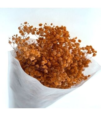 Dutch Dried Gypsophile orange fleurs séchées | Gypsophile préservée | Longueur ± 65 centimètres | Par 100 grammes