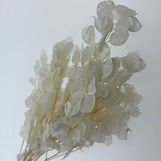 Casa Alegria Gebleichte weiße Lunaria Trockenblumen | Länge ± 65 Zentimeter | Gewicht ± 50 Gramm