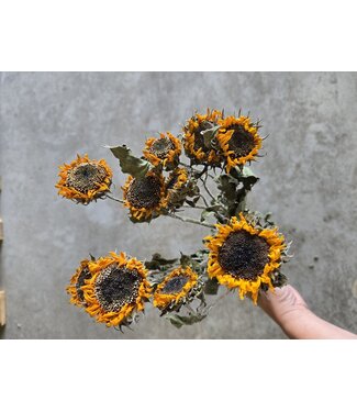 Dutch Dried Tournesols séchés naturels pour bébé | Longueur ± 65 centimètres | Par 10 tiges