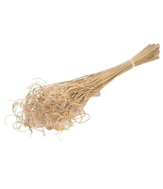 Dutch Dried Naturelle Curly Ting Ting droogbloemen | Lengte ± 60 centimeter | Gewicht ± 100 gram