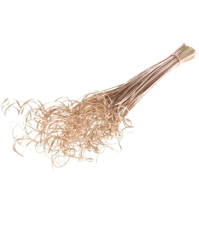 Curly Ting Ting fleurs séchées dorées chaudes | Longueur ± 60 centimètres | Poids ± 100 grammes