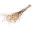 Warmgoldene Curly Ting Ting Trockenblumen | Länge ± 60 Zentimeter | Gewicht ± 100 Gramm