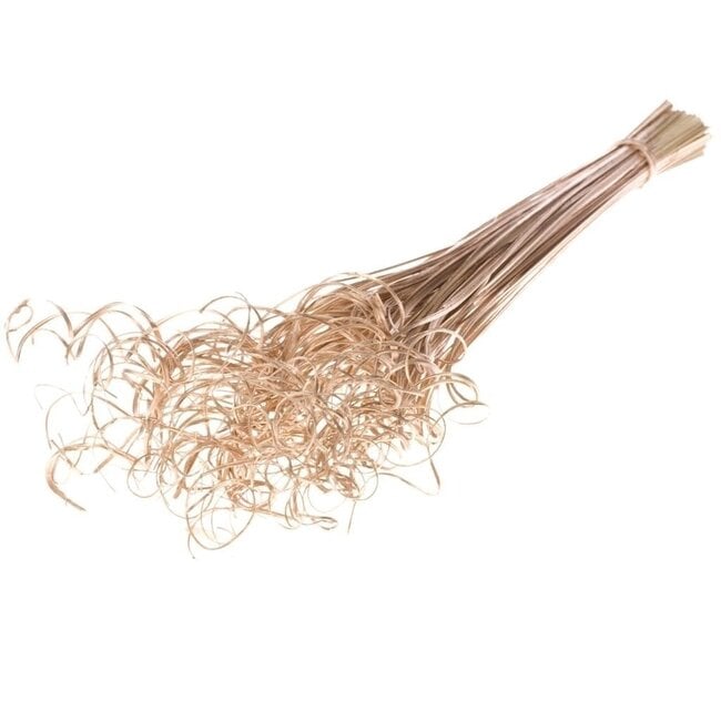 Warm golden Curly Ting Ting dried flowers | Length ± 60 centimetres | Weight ± 100 grams