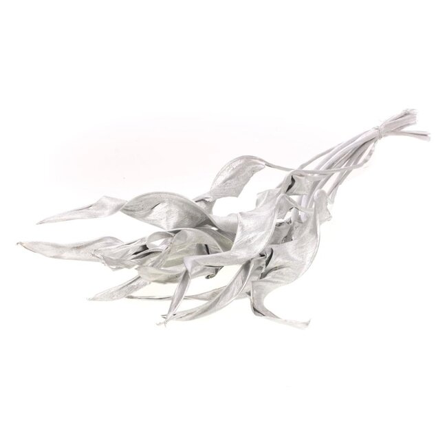 Silver-coloured dried Strelitzia leaves | Length ± 70 centimetres | Per 10 stems