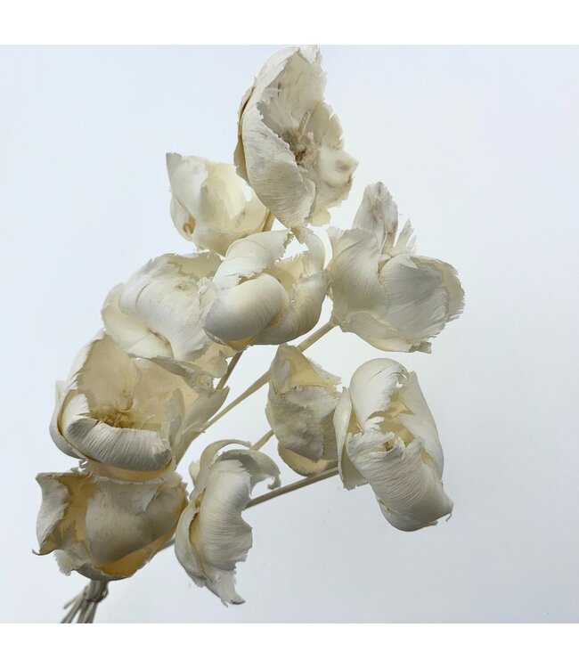 Palm Cup blanchi blanc fleurs séchées | Longueur ± 40 centimètres | Par 10 tiges