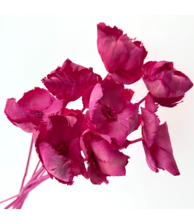 Fuchsia rose Palm Cup fleurs séchées | Longueur ± 55 centimètres | Par 10 branches