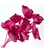 Fuchsia rose Palm Cup fleurs séchées | Longueur ± 55 centimètres | Par 10 branches
