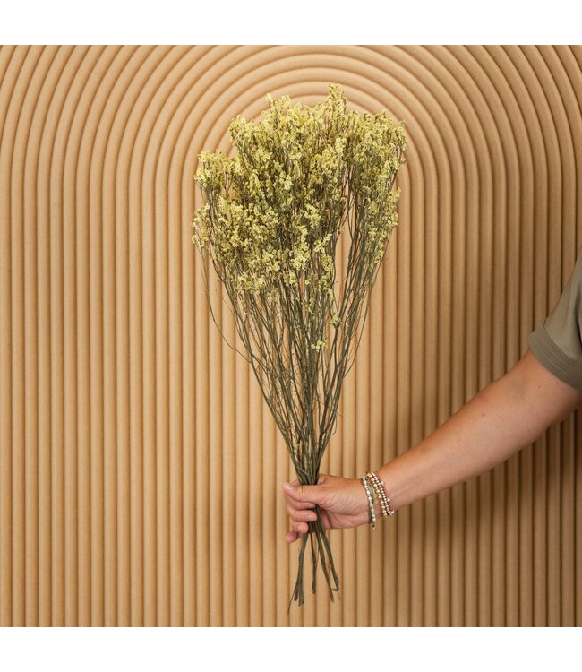 Limonium Diamond jaune fleurs séchées | Longueur ± 70 centimètres | Poids ± 100 grammes