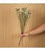 White Limonium Diamond dried flowers | Length ± 70 centimetres | Weight ± 100 grams