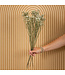 White Limonium Diamond dried flowers | Length ± 70 centimetres | Weight ± 100 grams