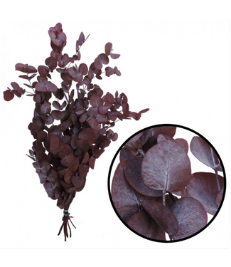 Casa Alegria Eucalyptus Rouge Spirale | Préservé |  | Longueur ± 50 centimètres | Poids ± 150 grammes