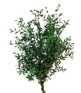 Casa Alegria Naturel groene Eucalyptus Parvifolia | Gepreserveerd | Lengte ± 60 centimeter | Gewicht ± 150 gram