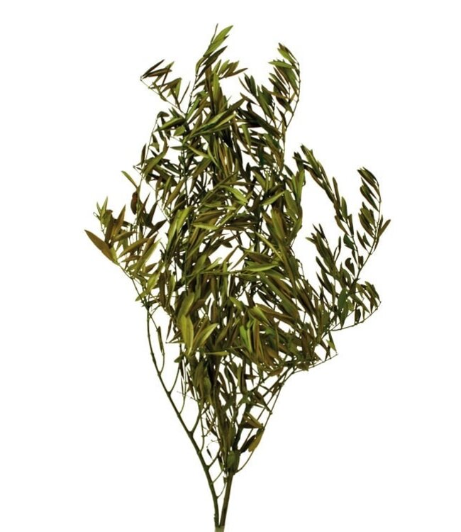Green Preserved Olive Branches | Length ± 75 centimetres | Weight ± 150 grams