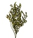 Green Preserved Olive Branches | Length ± 75 centimetres | Weight ± 150 grams