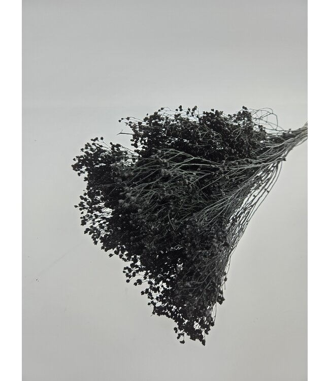 Black Broom Bloom dried flowers | Length ± 45 centimetres | Weight 100 grams