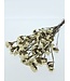 Statice Sinuata blanche fleurs préservées | Longueur ± 65 centimètres | Poids ± 75 grammes