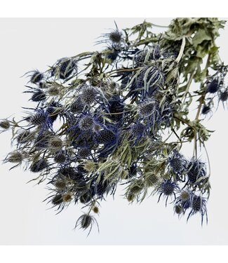 Dutch Dried Natural blue Eryngium dried flowers | Length ± 70 centimetres | Weight ± 150 grams