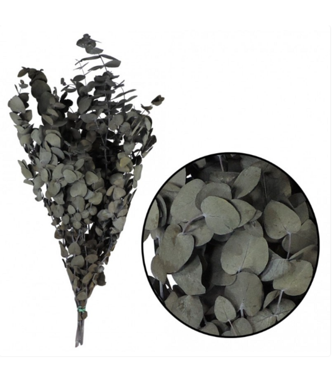 Eucalyptus Espiral vert naturel | Préservé |  | Longueur ± 50 centimètres | Poids ± 150 grammes