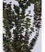 Eucalyptus Baby Blue naturel vert | Préservé |  | Longueur ± 60 centimètres | Poids ± 150 grammes