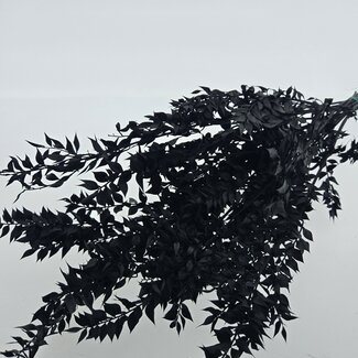 Casa Alegria Ruscus noir préservé fleurs séchées | Longueur ± 65 centimètres | Poids ± 100 grammes